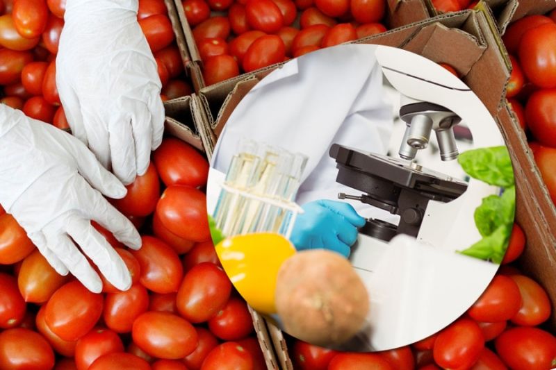 Россельхознадзор намерен проверять импортные томаты на вирусы