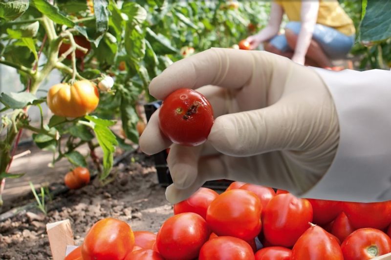 Россельхознадзор ввел запрет на поставки белорусских перцев и помидоров