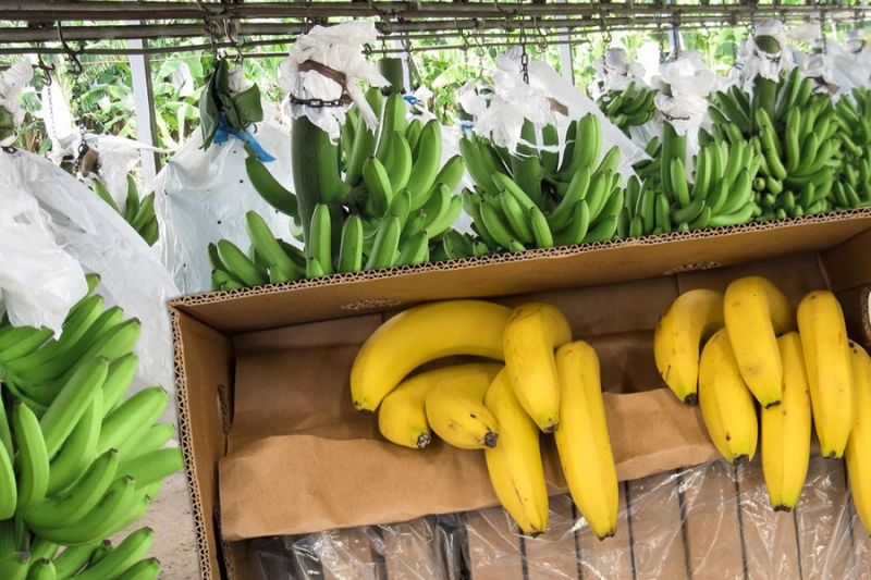 Активность вулкана Сангай не скажется на поставках бананов