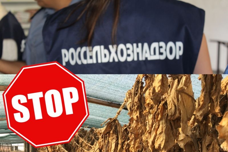 Россельхознадзор зафиксировал в болгарском табаке муху-горбатку