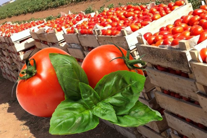 Россельхознадзор заблокировал импорт белорусских помидоров