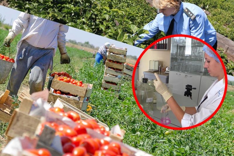 Россельхознадзор ввел блокировку импорта узбекских помидоров