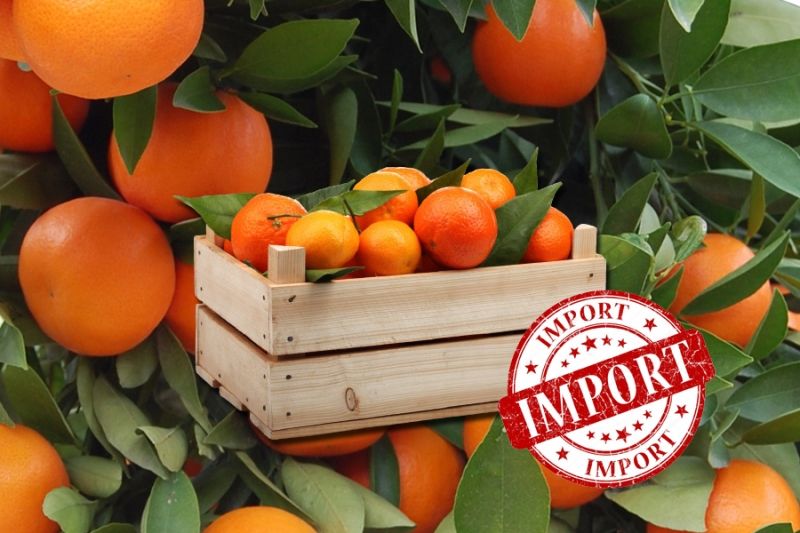 Абхазский экспорт мандаринов в РФ с начала сезона превысил 12,9 тыс. тонн