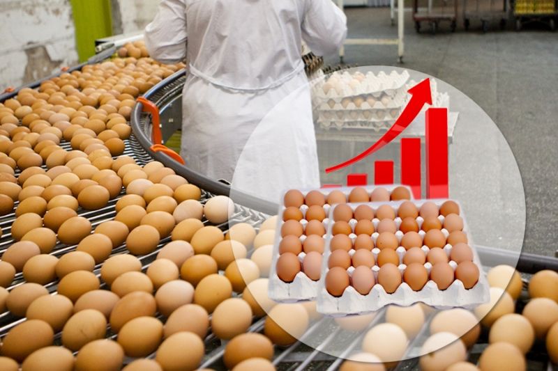 Минсельхоз РФ намерен инициировать повышение ввозной пошлины на яйца