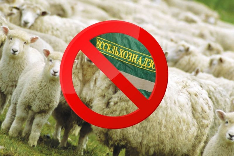 Россельхознадзор ввел ограничения на импорт овец и кормов
