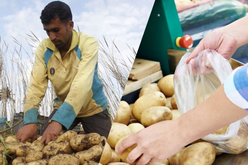 Россельхознадзор «открыл» импорт египетского картофеля