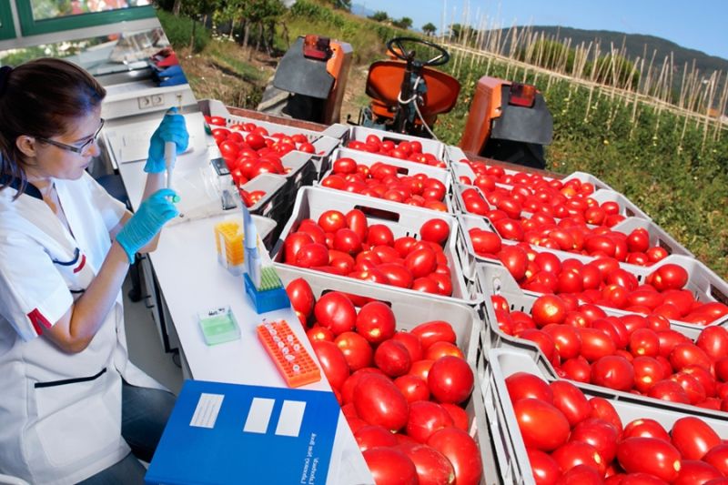 Россельхознадзор проинспектирует азербайджанских производителей томатов