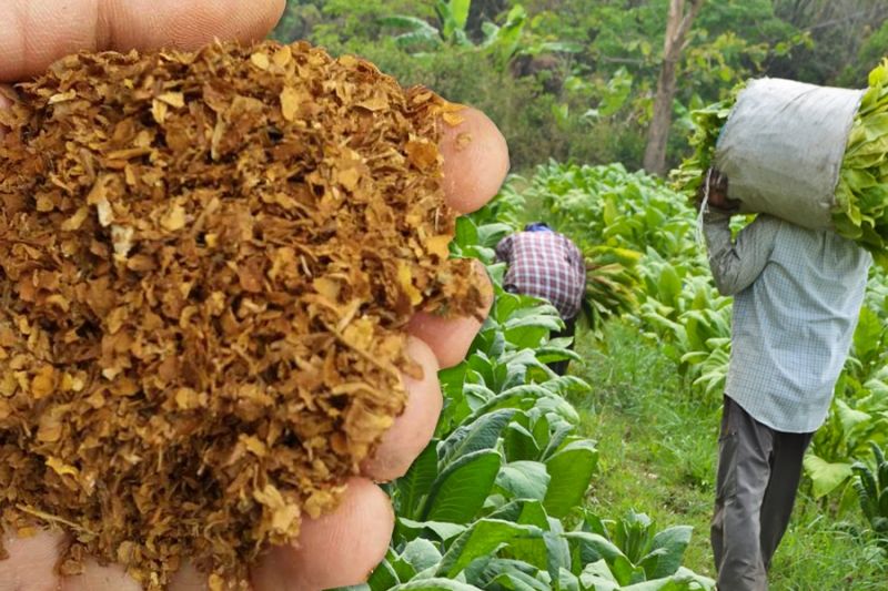 Россельхознадзор готов разрешить ввоз бразильского табака