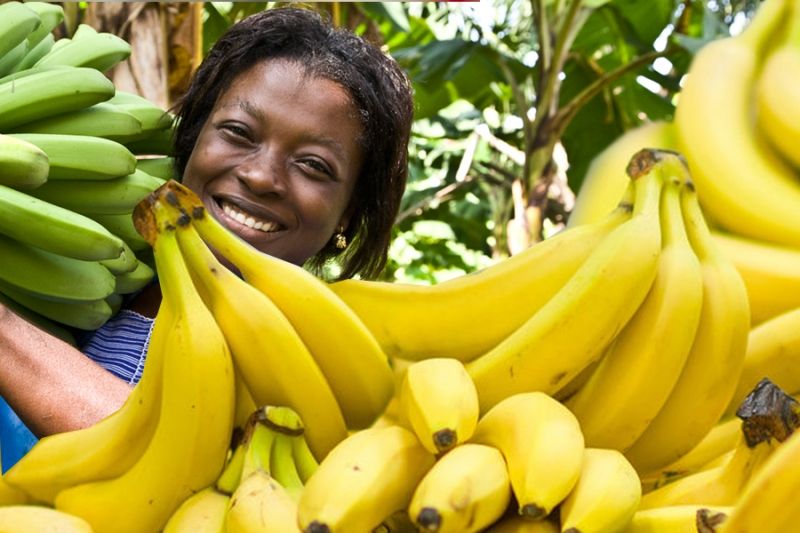 Когда в Россию вновь привезут эквадорские бананы