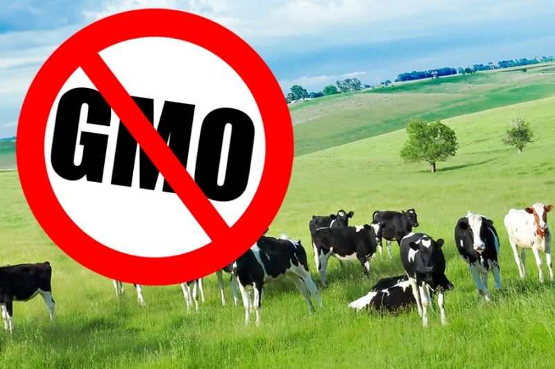 Россельхознадзор зафиксировал ГМО в импортных кормах