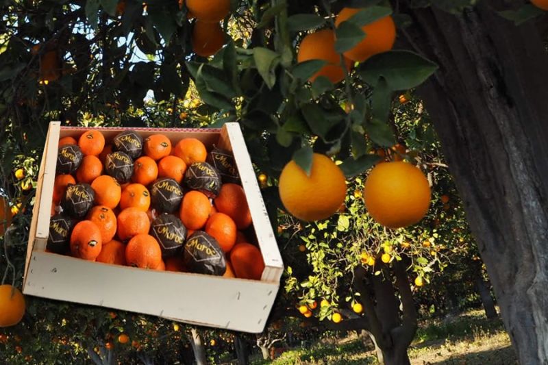 Марокканские производители увеличили поставки мандаринов в Россию