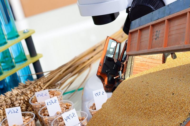 Россельхознадзор: мониторинг качества экспортного зерна