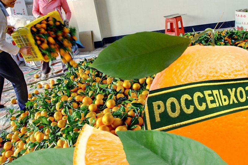 Россельхознадзор снял блокировку с китайского экспорта цитрусовых