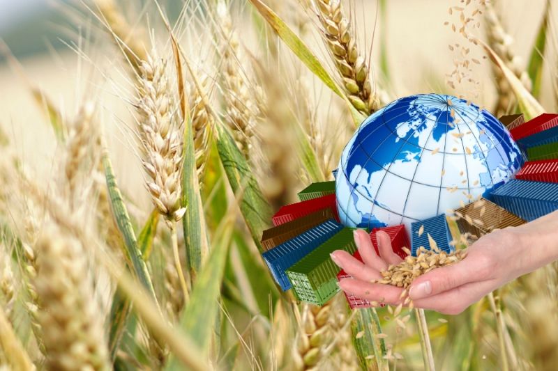 Минсельхоз РФ распределил зерновую экспортную квоту