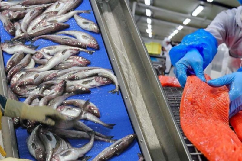 Российские экспортеры увеличили поставки рыбы
