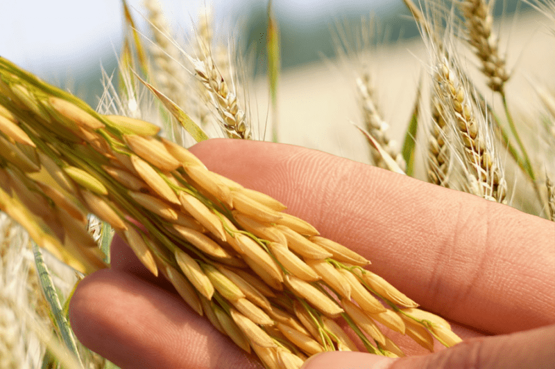 Россия на 10,5 процентов сократила экспорт пшеница