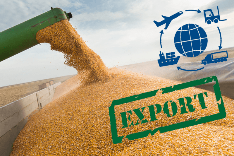 Российские поставщики намерены нарастить экспорт пшеницы в Алжир
