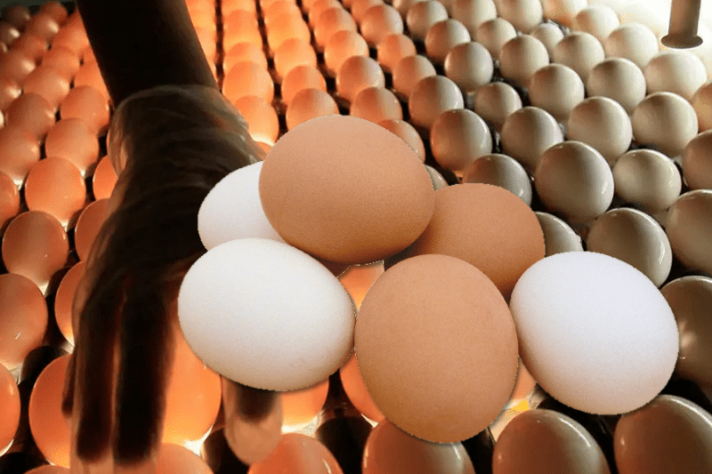 Россия снижает зависимость от импортных инкубационных яиц