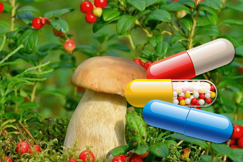 Россельхознадзор проверит ягоды и грибы на антибиотики