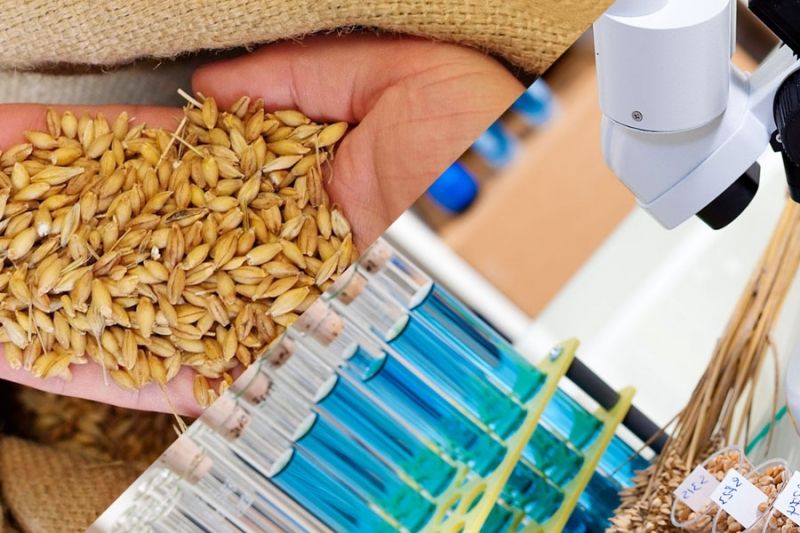ЕЭК: обсуждение изменений стандартов для техрегламента безопасности зерна