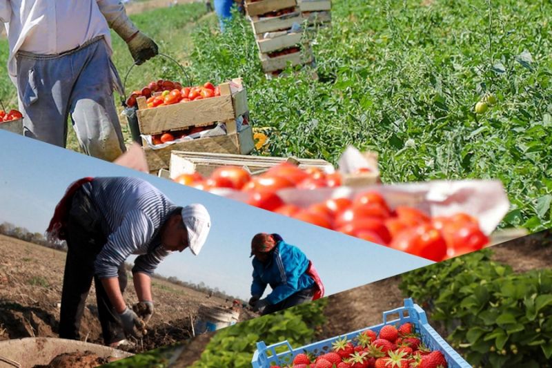 Сельхозпроизводители Белоруссии не испытывают трудностей с поставками в РФ