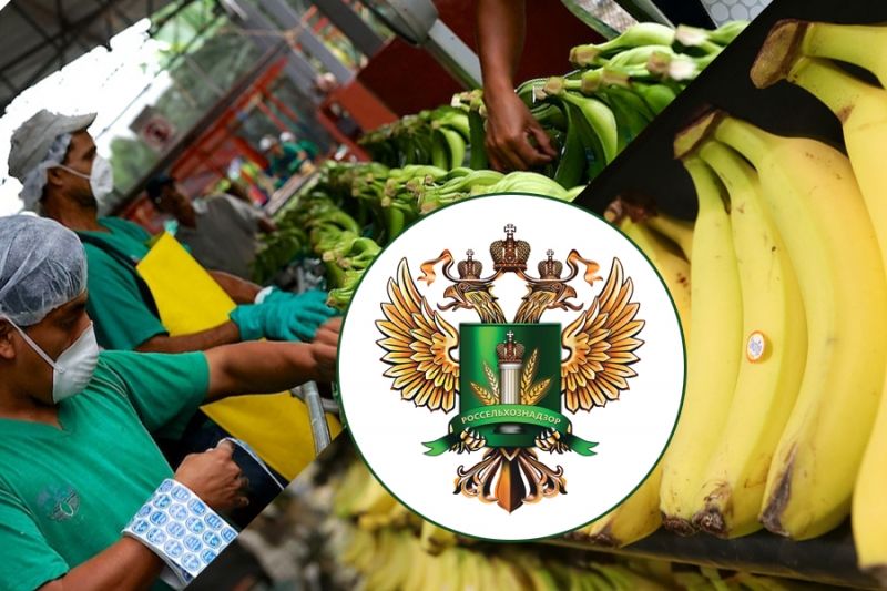 Россельхознадзор допускает запрет поставок эквадорских бананов