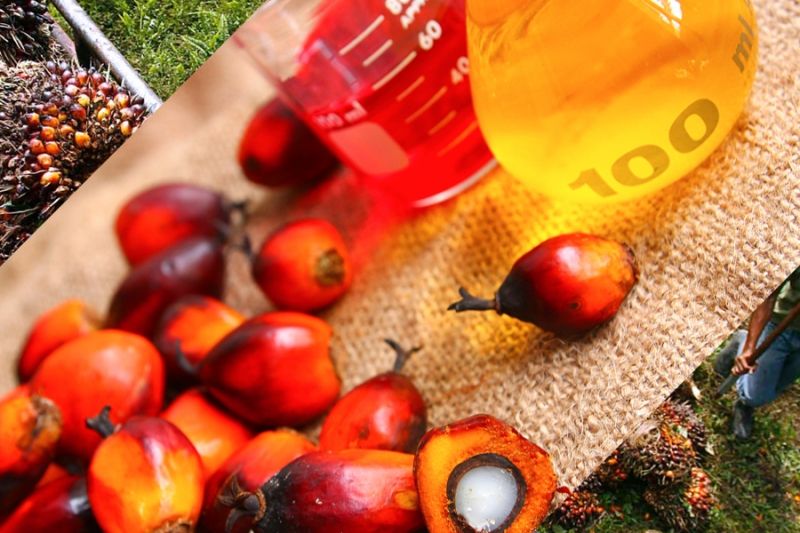 Краснодарский край закупил более 500 тыс. тонн пальмового масла