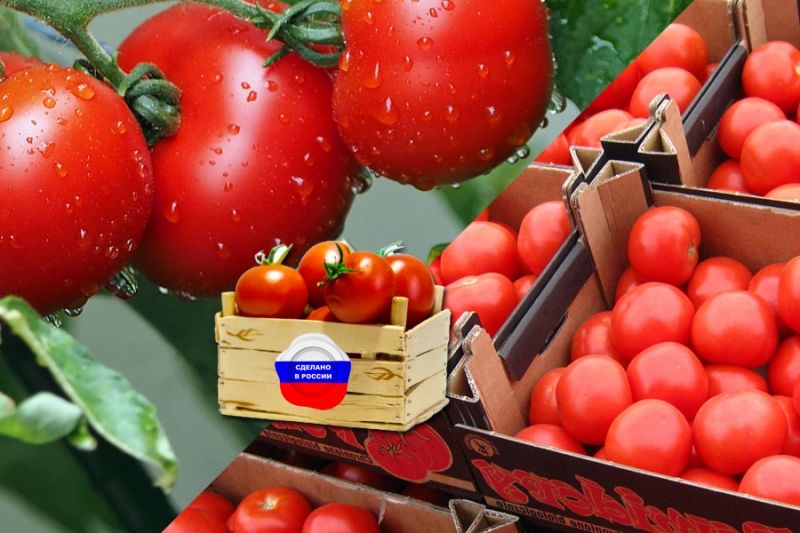 Российский плодовоовощной союз предлагает ограничить импорт томатов