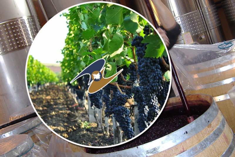Правительство РФ разрешило реализацию вина ЕАЭС на специальных ярмарках