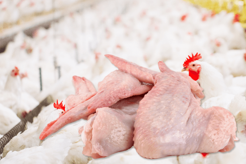 Техрегламент мяса птицы: общественное обсуждение поправок